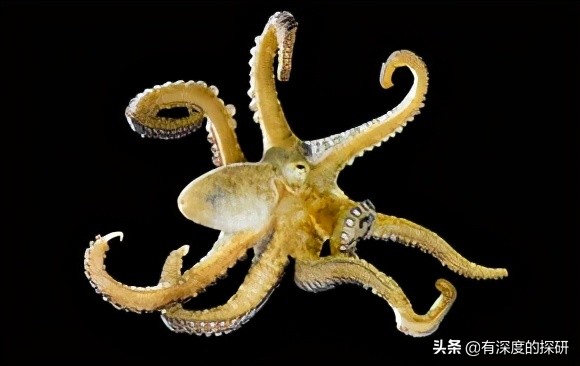 十大最聪明的动物