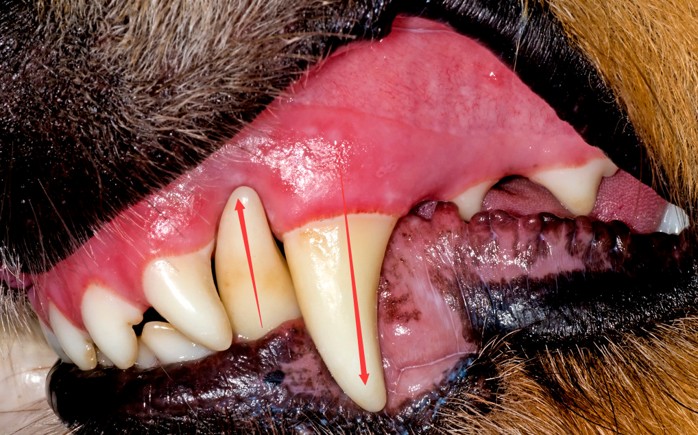 轻度牙结石症状图片(狗狗牙黄还口臭)