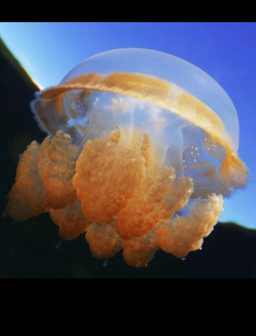 根据水母的耳朵发明了什么东西海上侦察兵海蜇