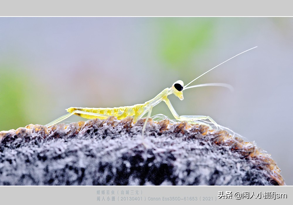 蝗虫和蚂蚱的区别螳螂(昆虫摄影：小常识，为什么昆虫幼体，有幼虫和若虫两种叫法)