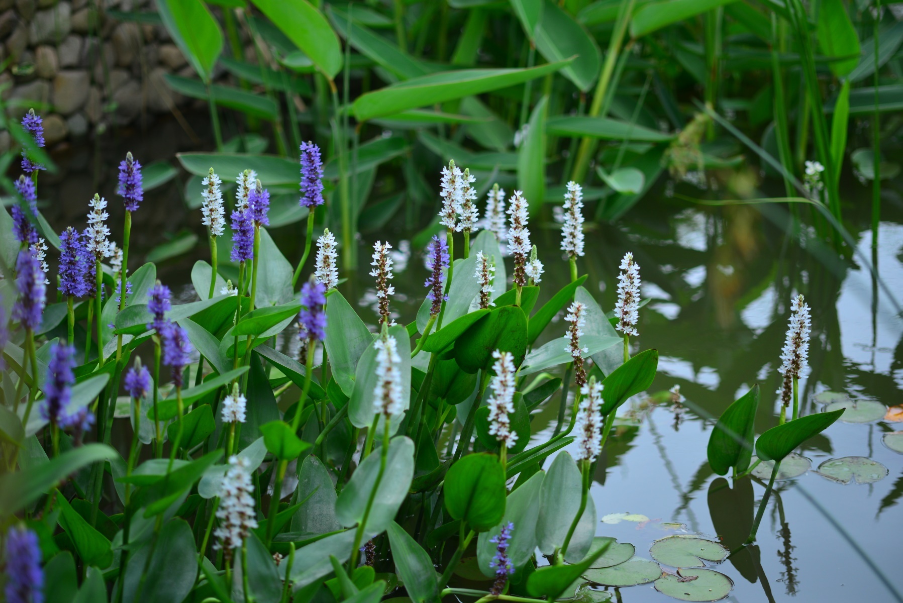 水生植物照片图片