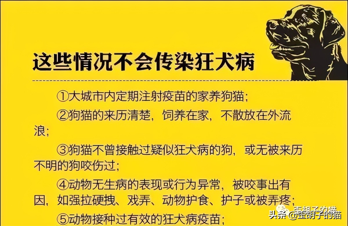 我被猫咪抓伤了，会死吗？《最全猫咪狂犬病脱恐大全》