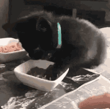 猫咪为啥总是喵喵叫讨食？明明碗里还有粮
