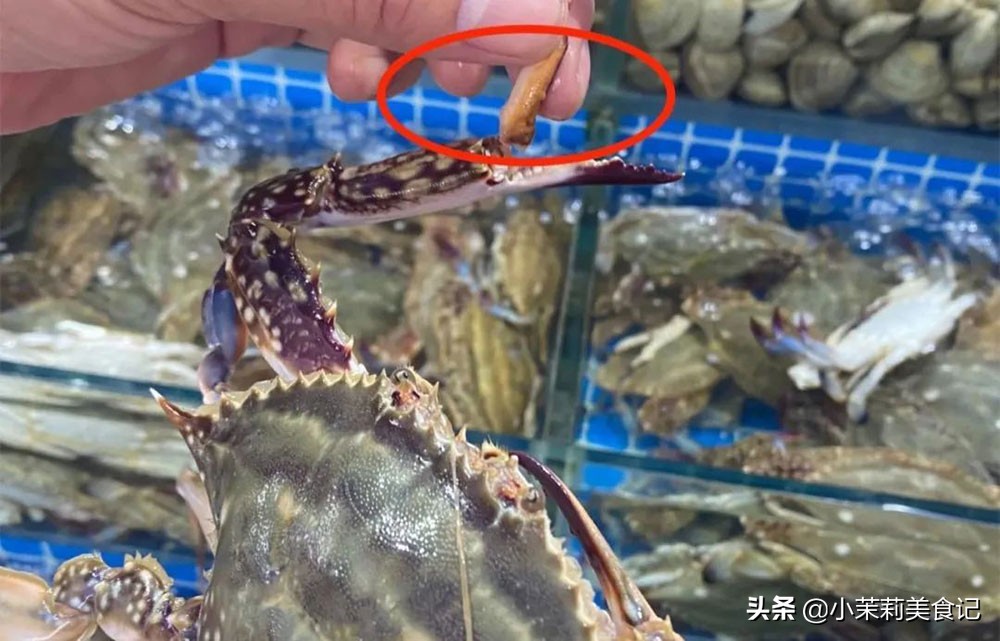 买梭子蟹，不是个大饱满就好，老渔民：认准3处，避开“空壳蟹”