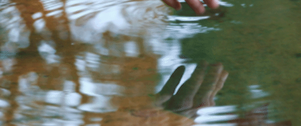 2020荔枝高校大会 | 同学，东南大学“会唱歌的录取通知书”升级版到了