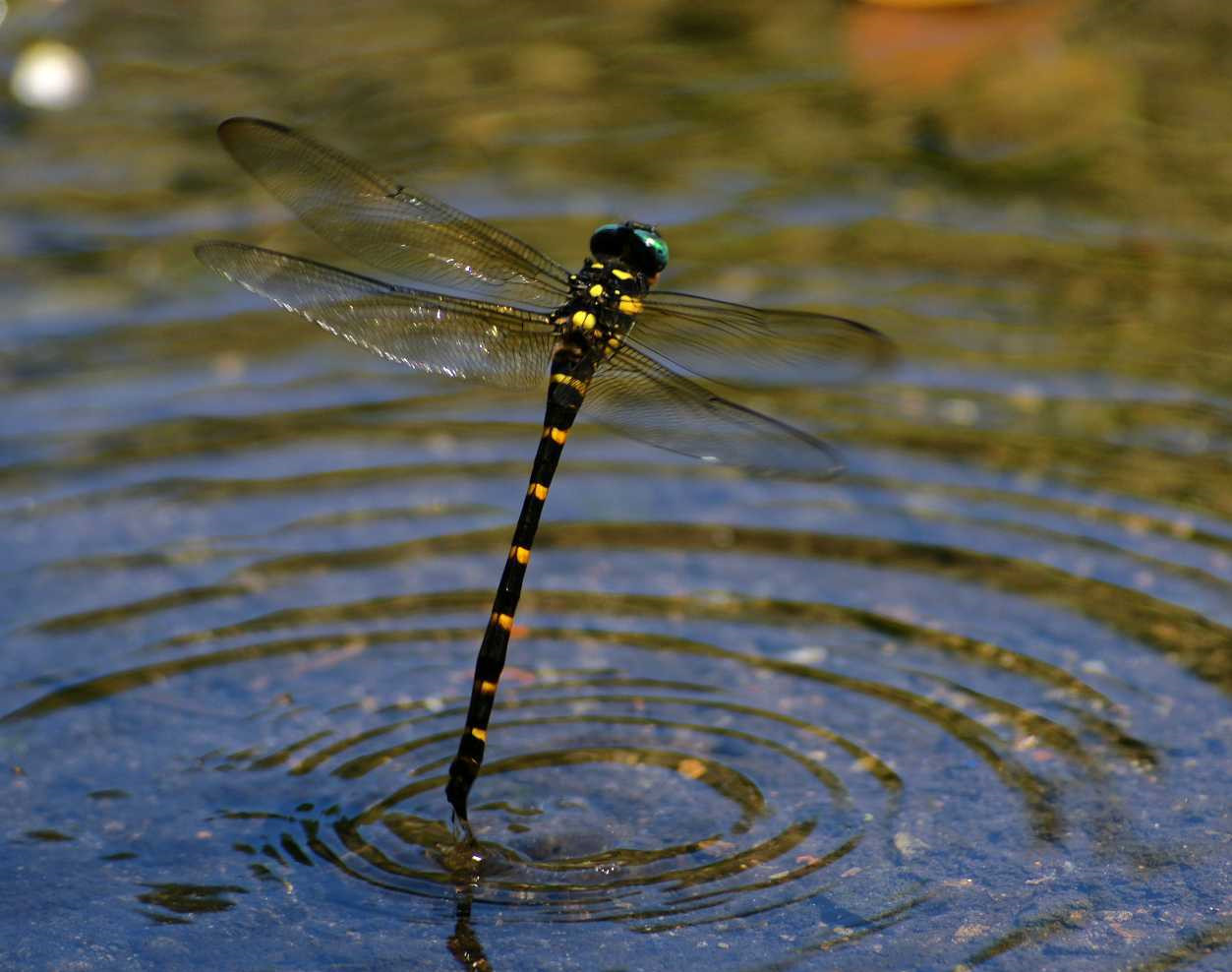 飞行界的王者:蜻蜓,科学家研究多年仍未完全搞清其奥秘