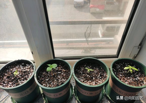 5角钱买的凤仙花种子，撒在花盆，3天蹿苗，红花已经开爆盆了