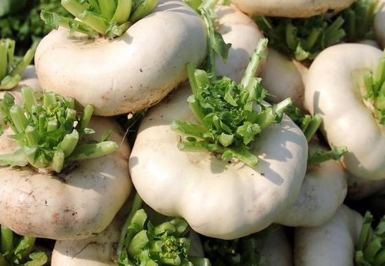 芜菁甘蓝芜菁甘蓝怎么读