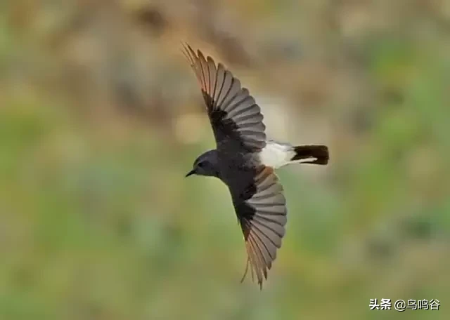 草地鹨是什么鸟（详细的新疆鸟种图片介绍）