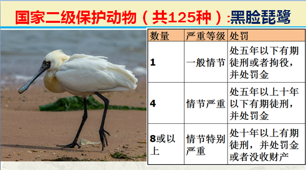 国家保护动物分几个等级（125类二级野生保护名录）