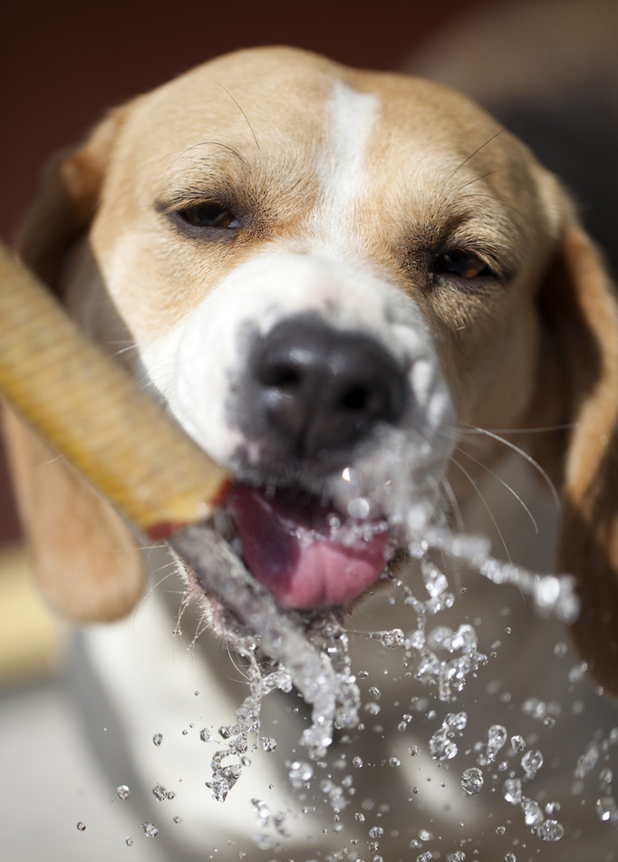 狗狗出现这些症状，说明它很热，赶紧给它降降温吧