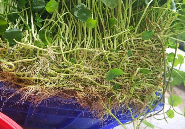 铜钱草开花了怎么办（3步让绿叶变得又大又绿）