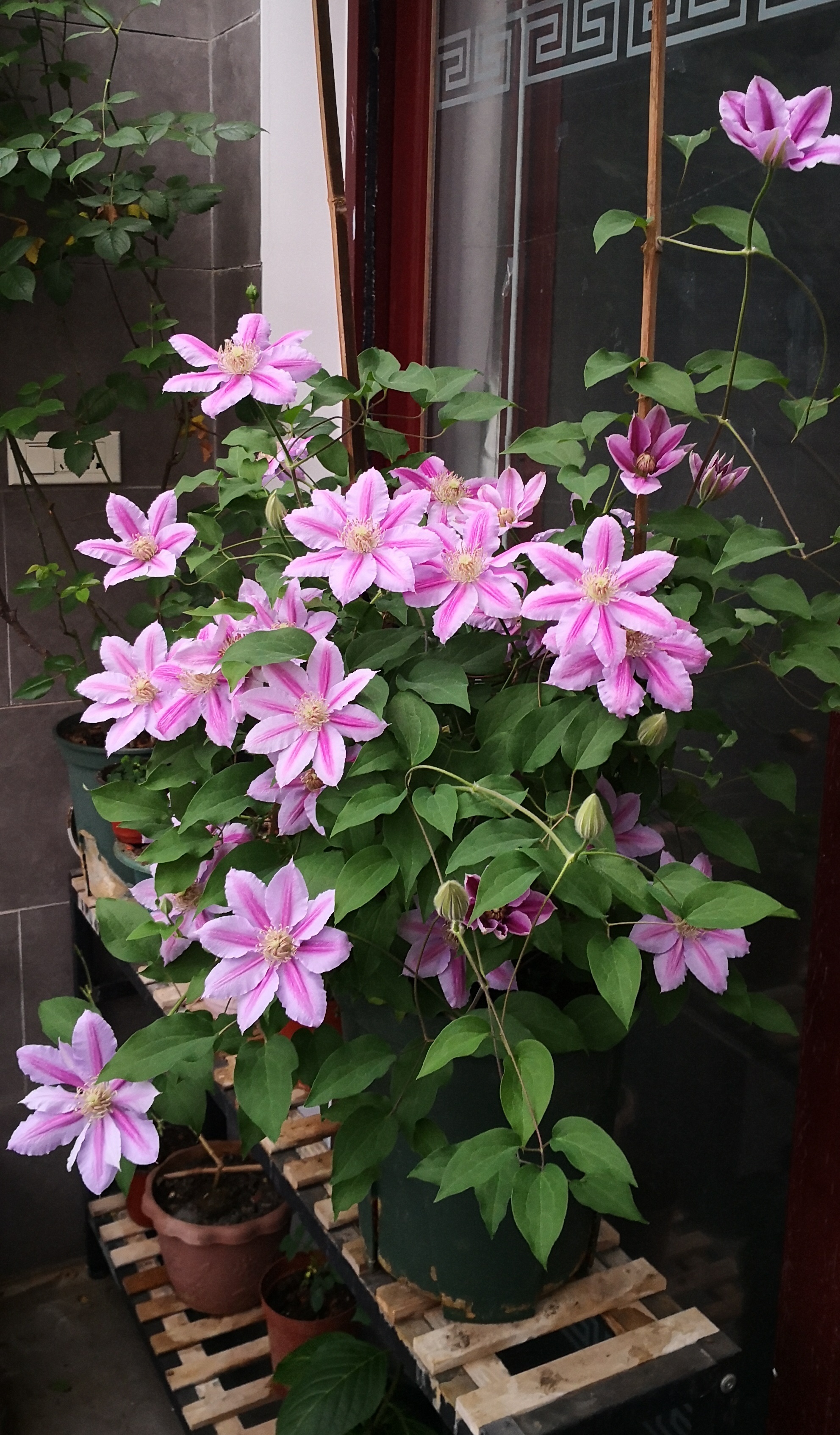 冬天有什么花 冬天的花有哪些花-经验帮