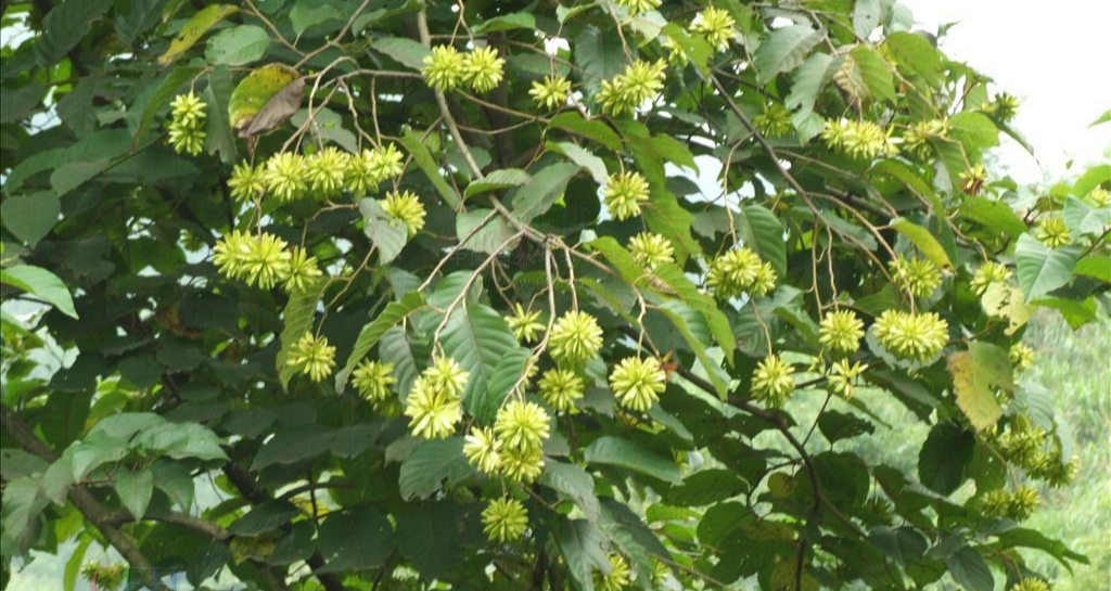 喜树是一种什么样的植物?