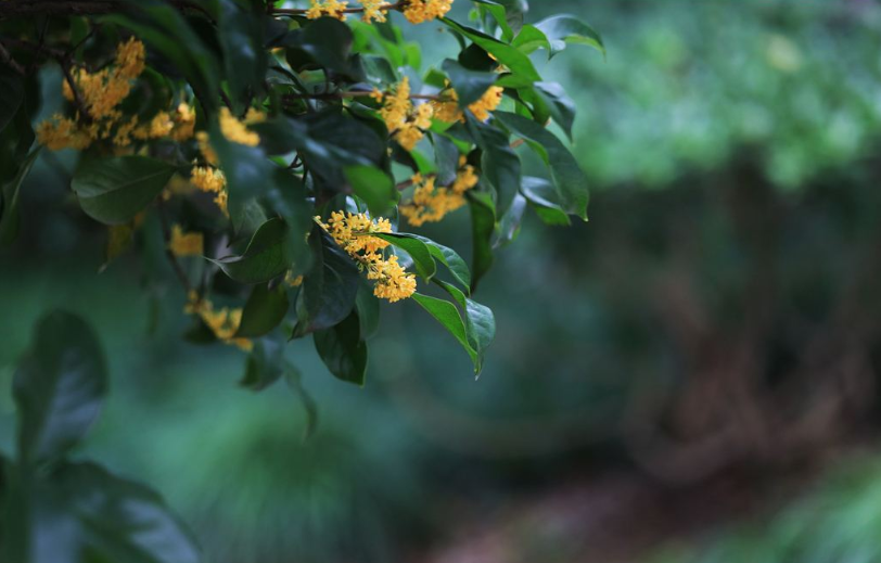 诗词鉴赏-敢言天下更无香，古诗词里的桂花，浓香远溢，堪称一绝