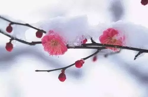 广州市市花是什么（全国56个城市的市花介绍）