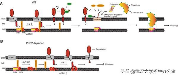 科研新进展！近期，武汉大学10项科研成果登上国际权威期刊