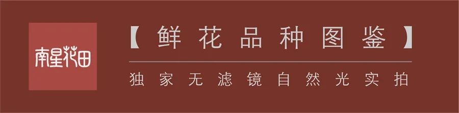 世界杯哥伦比亚康乃馨品种(变色龙康乃馨 · 时间的霓虹)