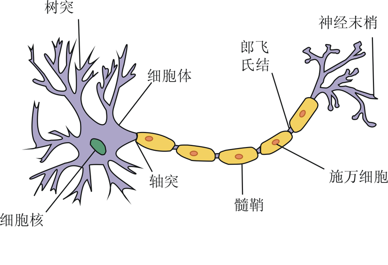 被誉为糖尿病神药的二甲双胍,你有必要多了解一些