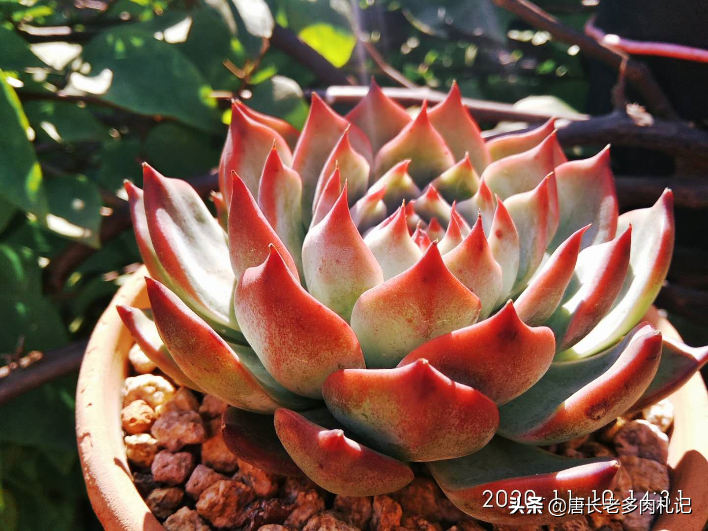 吉娃娃价格图片大全(宝藏多肉吉娃娃) - 价格百科