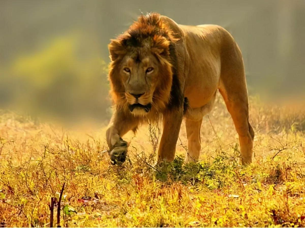 的叫声,在蜂腰雌狮的脚背上舔吻了几下,这个动作,在狮子的肢体语言里