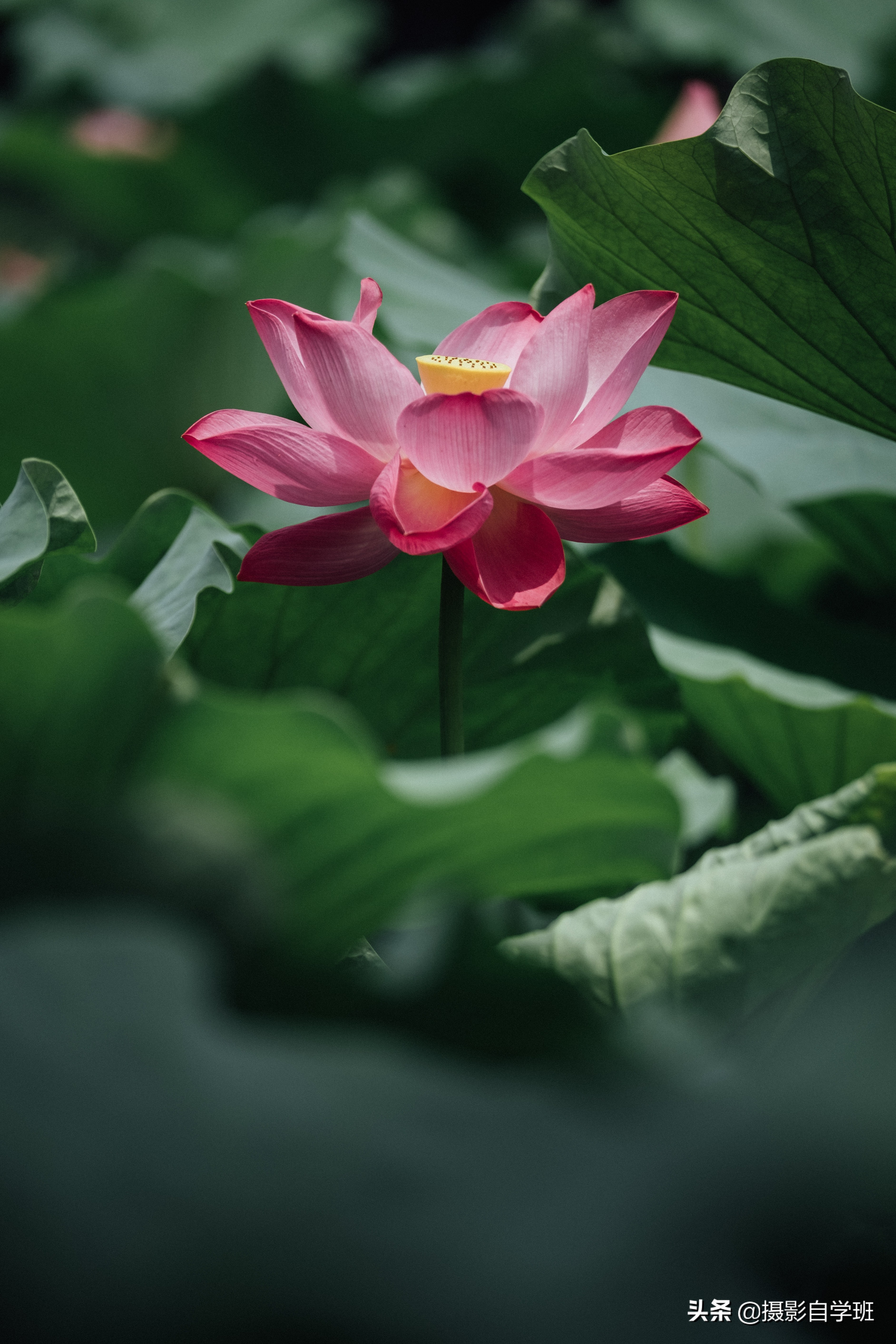 莲花的图片(6张荷花照片点评) - 赤虎壹号