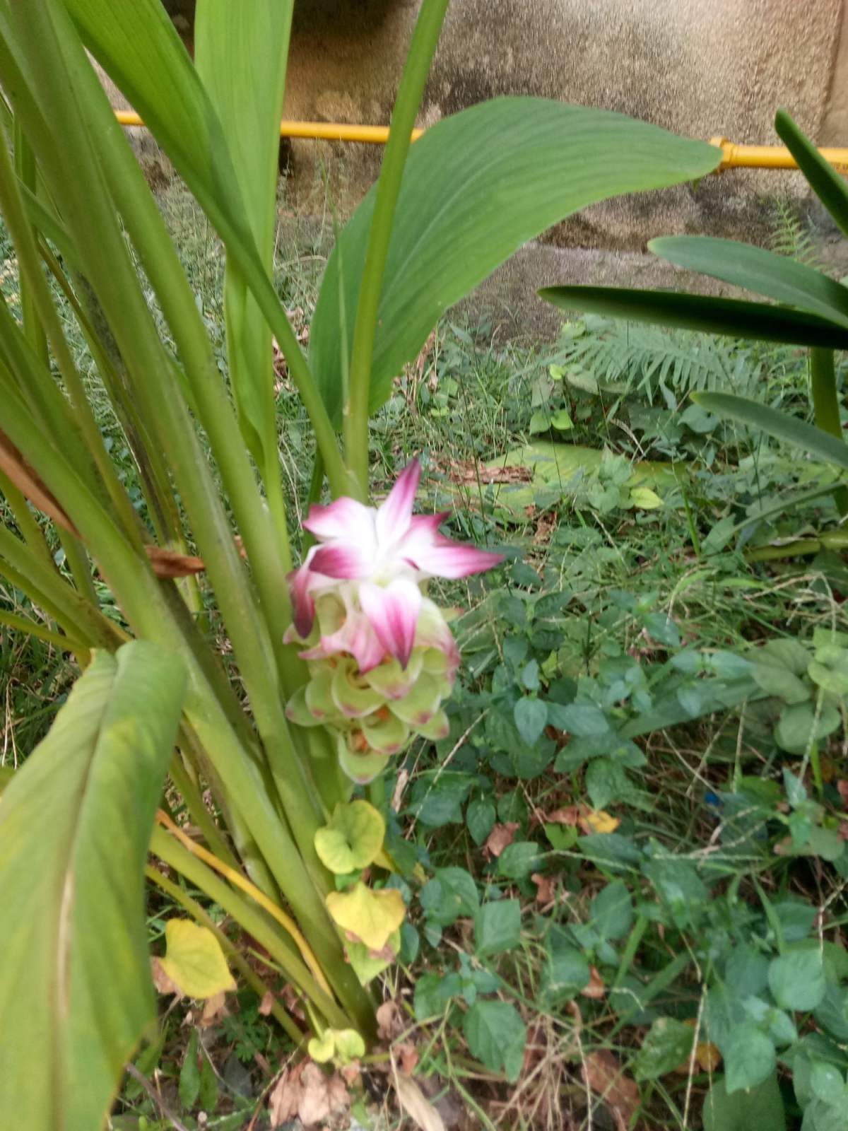 莪术的功效与作用(莪术究竟是啥植物?营养丰富价格贵,不如阳台种一盆)