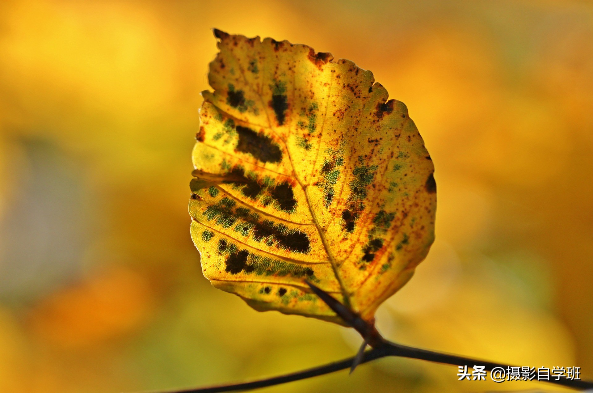 随处可见的树叶，可拍得这么好看，这些秋叶摄影技巧你会吗