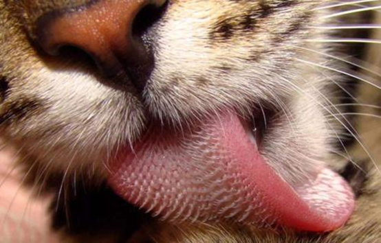 交配姿势大全图片动物(雄性猫科为何要长倒刺) - 赤虎壹号