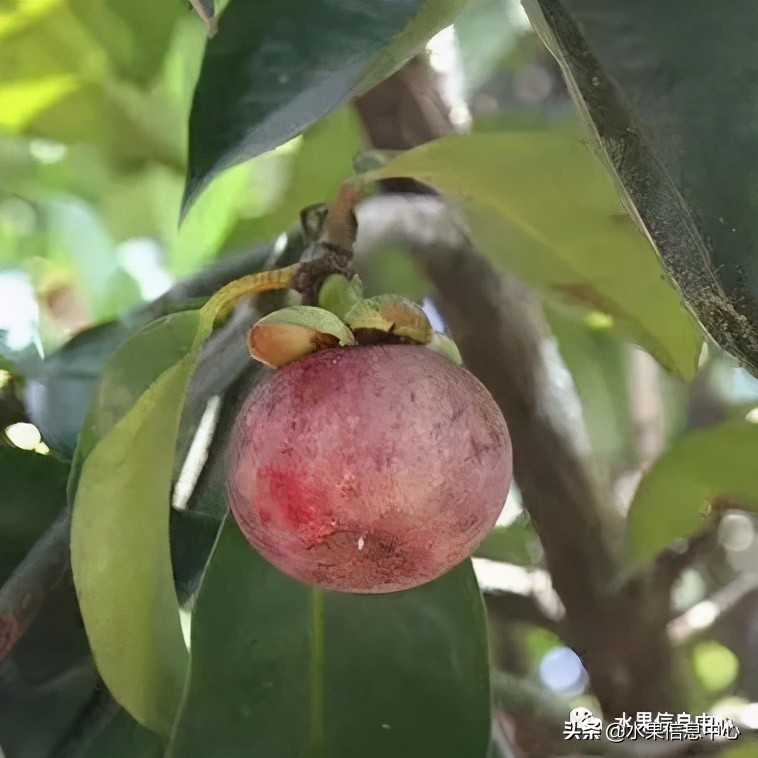 海南水果特产有哪些水果（海南水果品种及上市时间表）