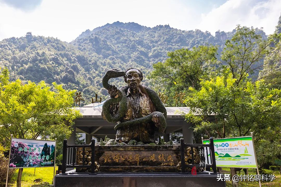 “蛇中熊猫”莽山烙铁头有多珍稀？为啥总被外国人惦记？