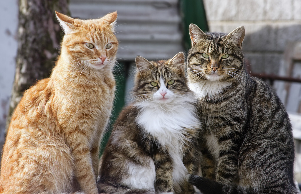 猫界智商排行榜之最“聪明”的猫，你家猫上榜了吗？