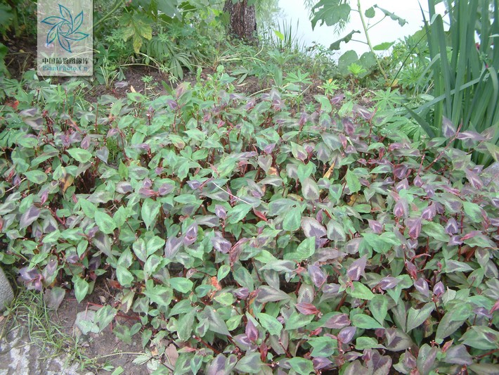 治痢疾,无名肿毒,跌打损伤