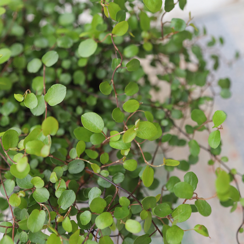 千叶吊兰千叶吊兰喜阴还是喜阳