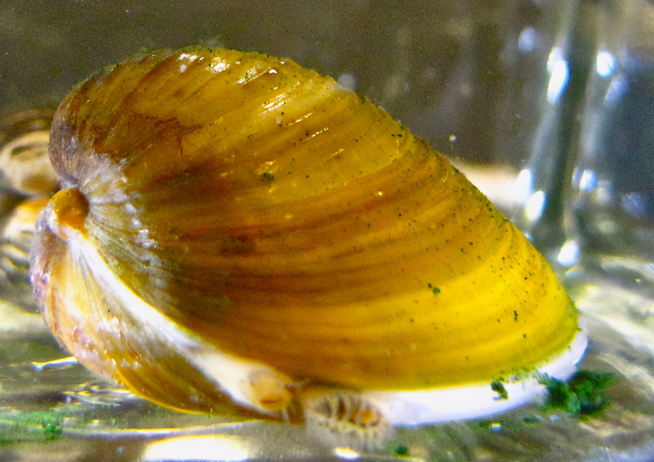 河蚬入侵,威胁核电站安全,没东亚吃货怎么追杀都是白搭