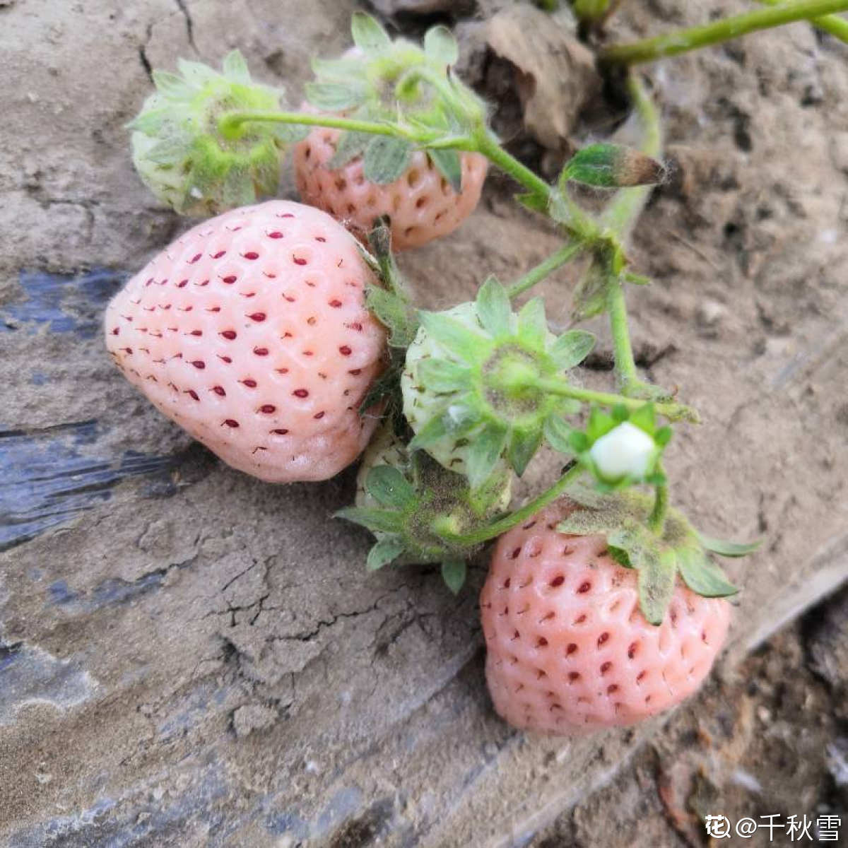 草莓怎么种,草莓怎么种植方法 在家