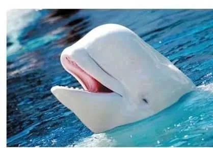 海豚聪明伶俐，与人为善，但有的地方还是在不断地捕杀海豚，濒危