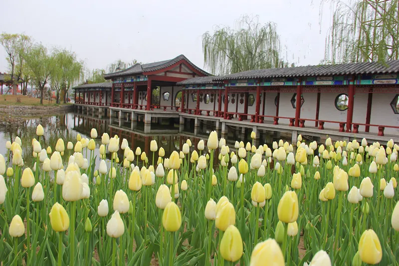 诗词中亭亭玉立的郁金香