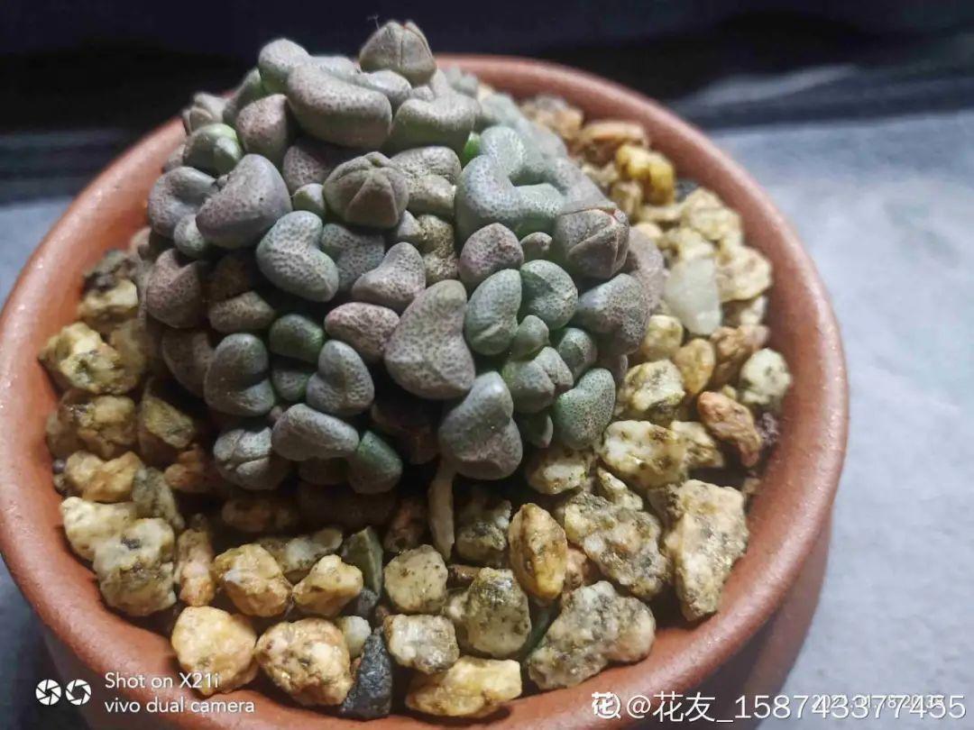 给多肉选花盆,才是最大的乐趣,不信你试试