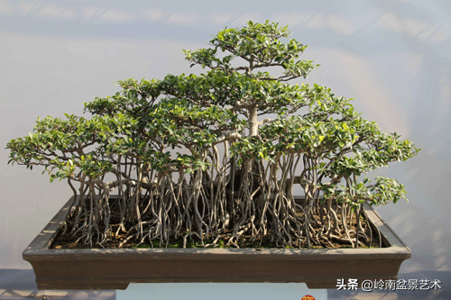 榕樹盆景圖片,榕樹盆景圖片大全欣賞
