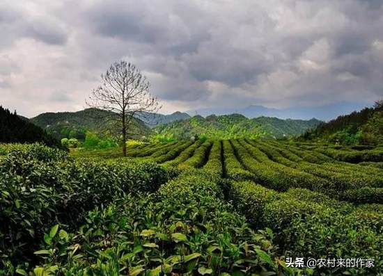 安徽出名茶，你知道中国十大名茶中，安徽茶叶就占据多少吗？