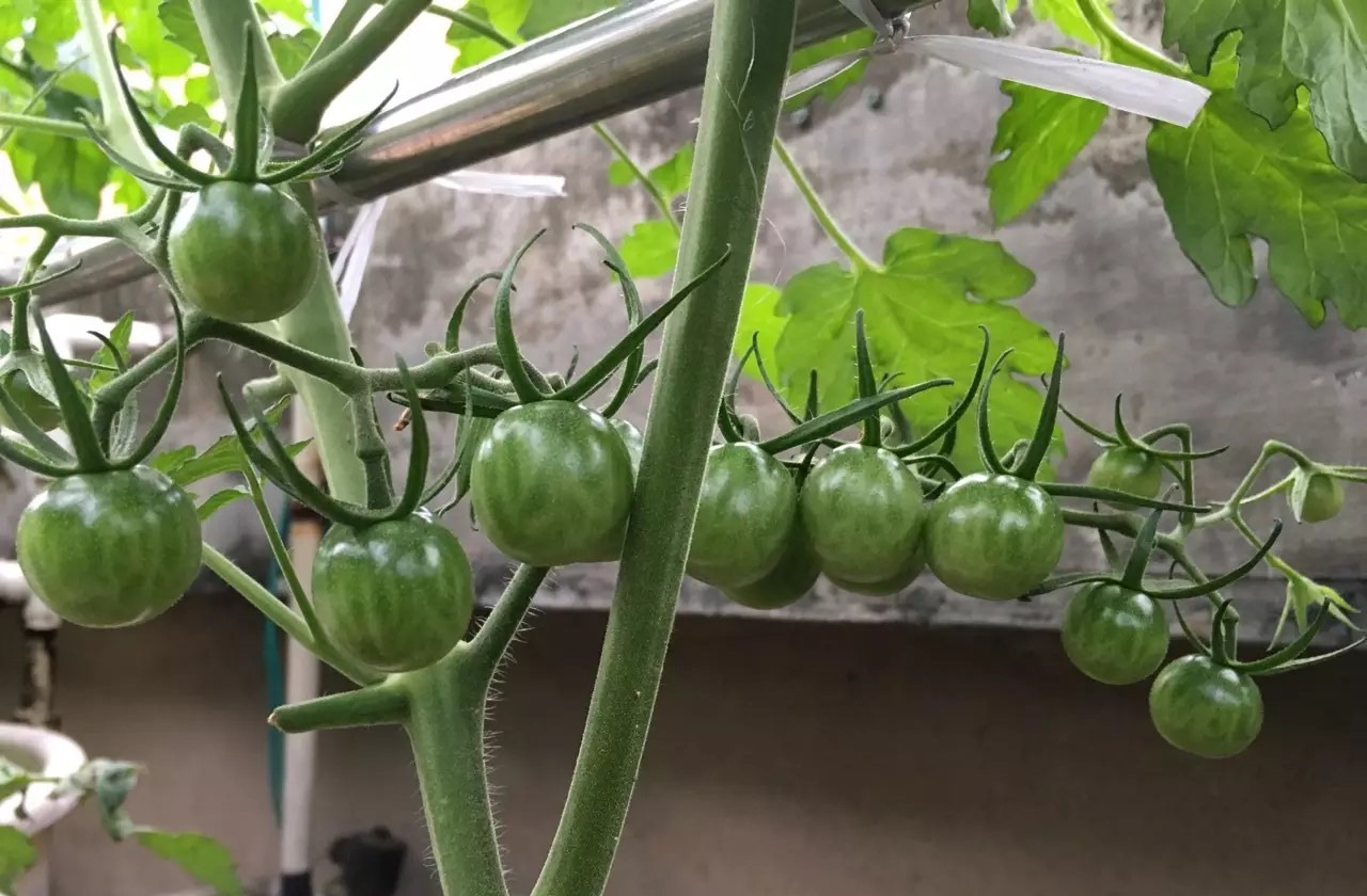 阳台小番茄的种植方法和时间（阳台种小番茄记住两点）