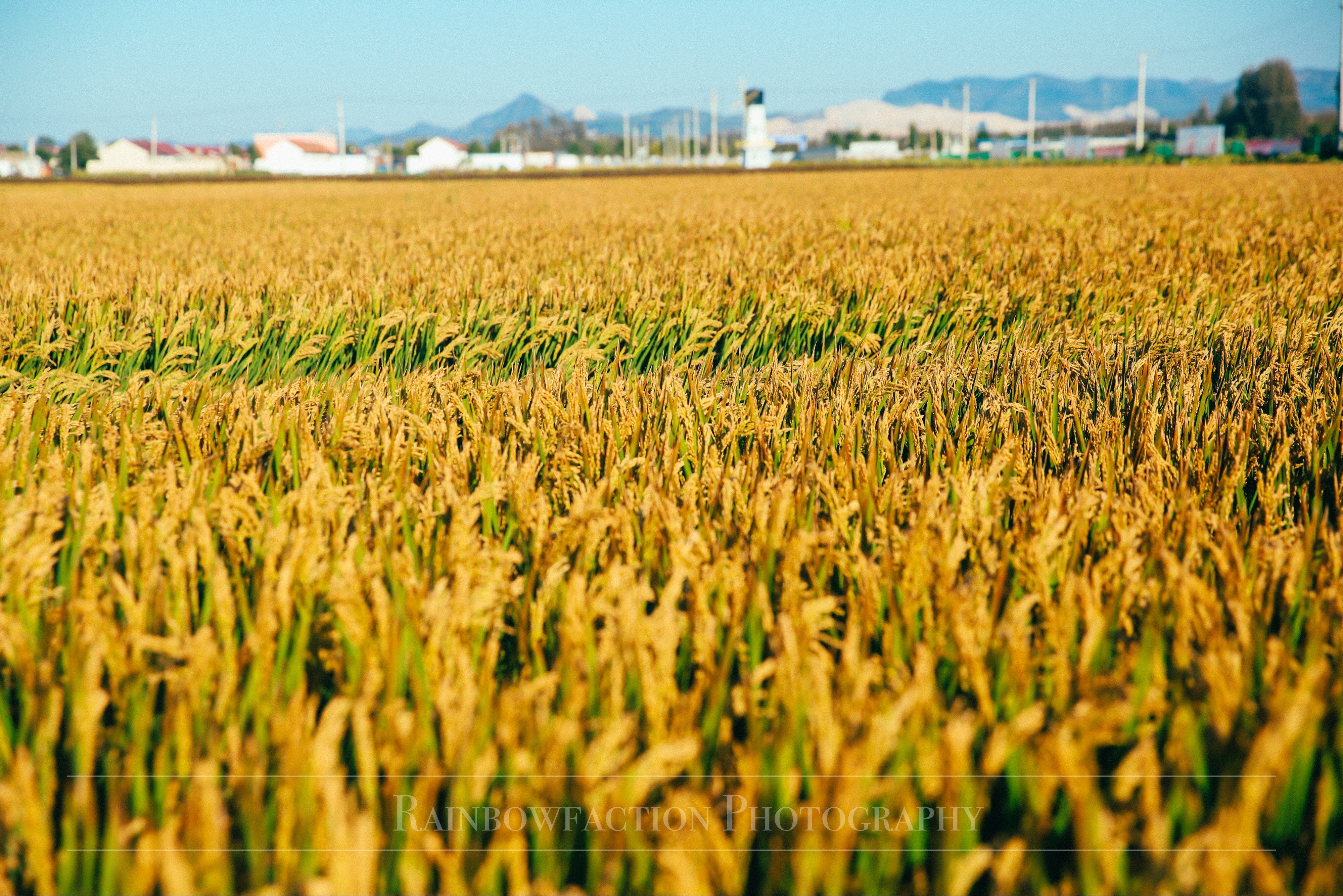 北京出发2小时，超美稻田免费玩～再不去后悔一年