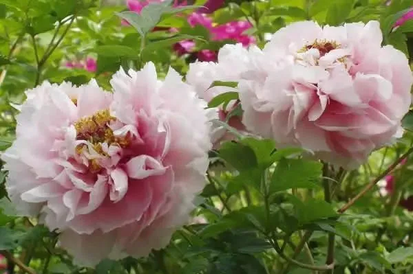100种名贵牡丹鉴赏 绘画好素材（报花名）