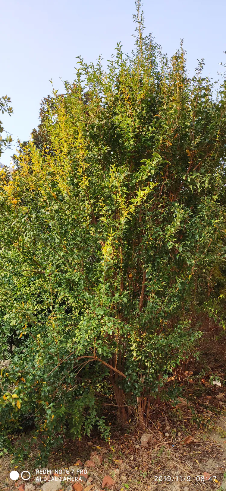 陪你一起看湖北省广水一中①——走进植物王国