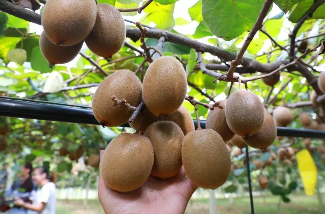 红心猕猴桃的好处和作用 -生活知识库-动动脑