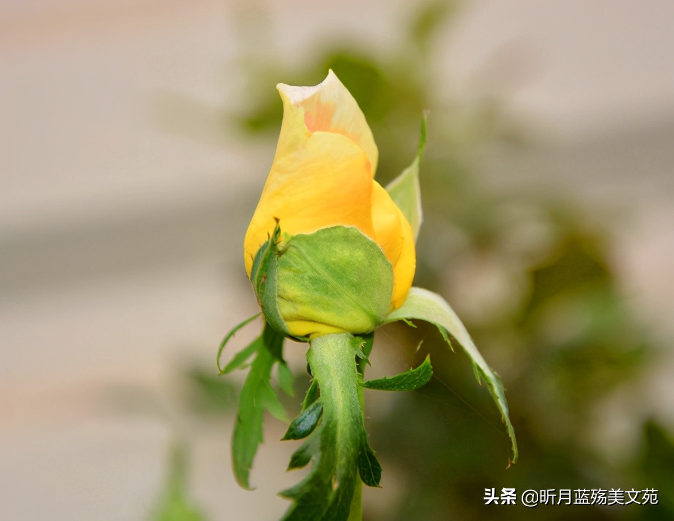 我多想见你一面，写给惦记的你