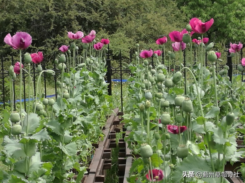 朝云暮雨|七绝61罂粟花|娇姿炫丽美人胎,摇曳妖娆妩媚腮