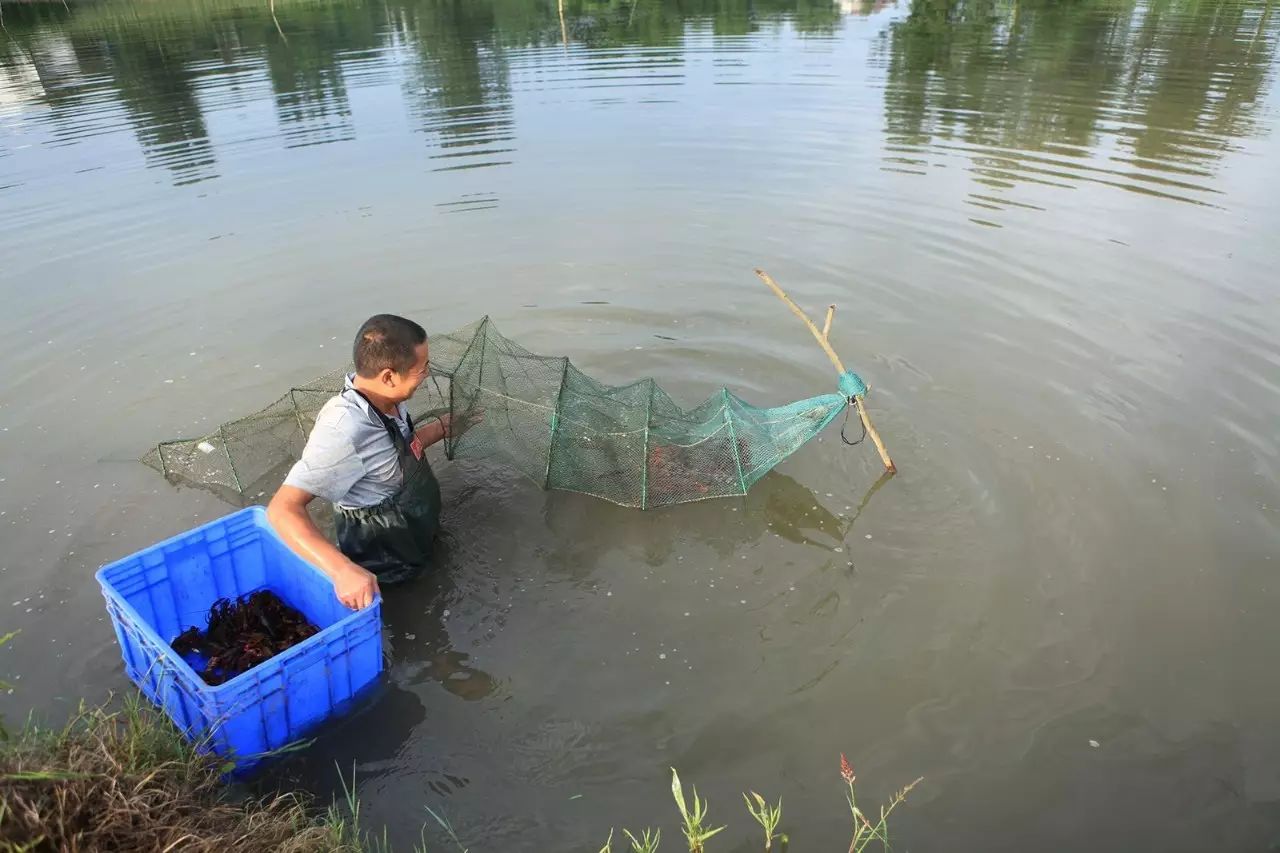 小龙虾养殖:避开集中上市,提早卖虾,这份技术指导要收藏