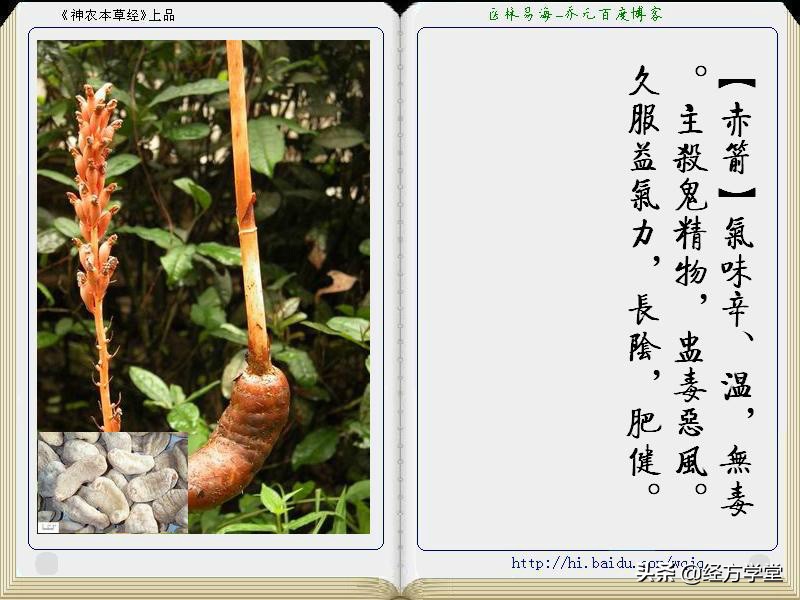 《神农本草经》全册图文解析 建议收藏